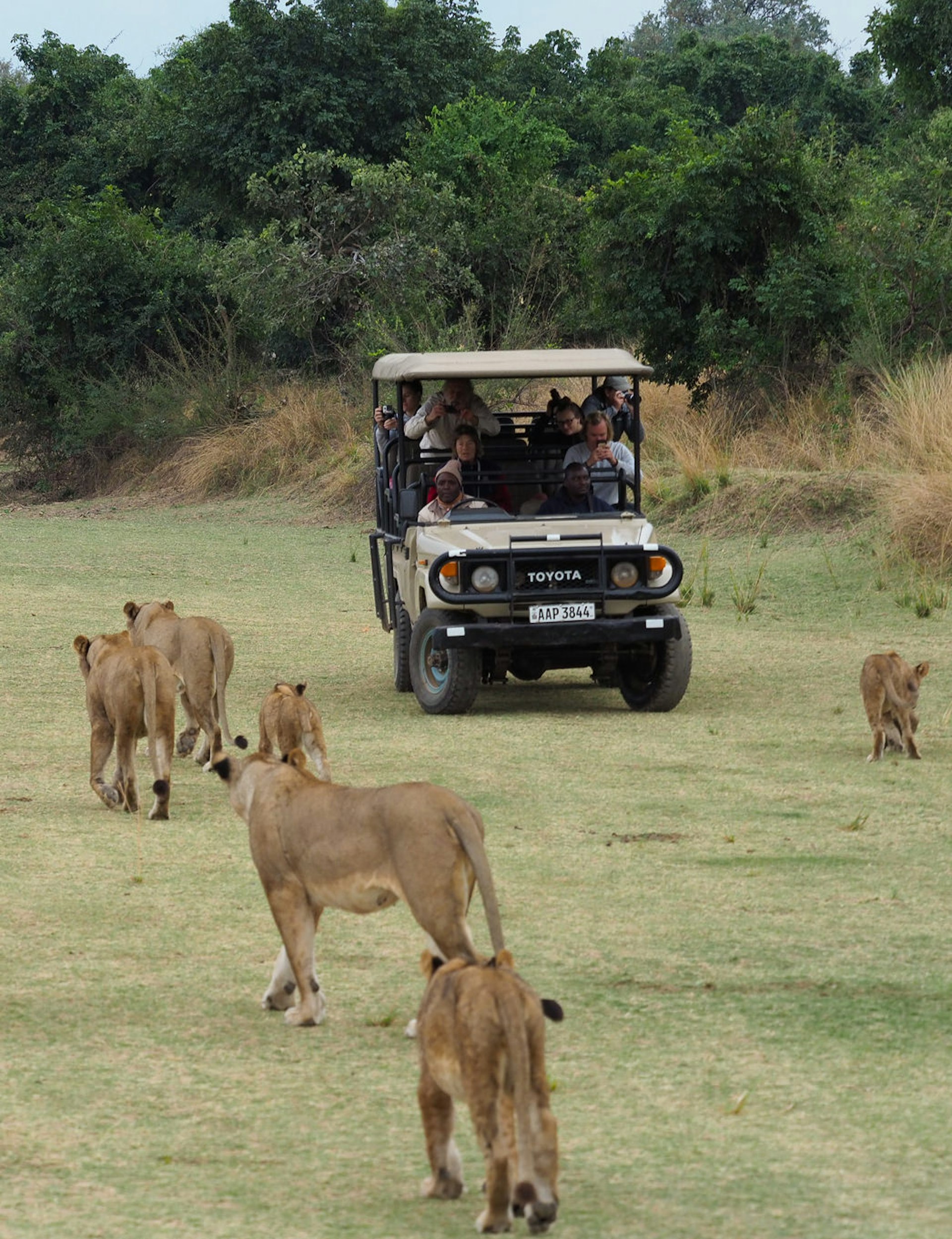 A pride of at least six lions walks through low grass past an open-sided safari vehicle with camera-toting passengers @ Sarah Reid / Lonely Planet