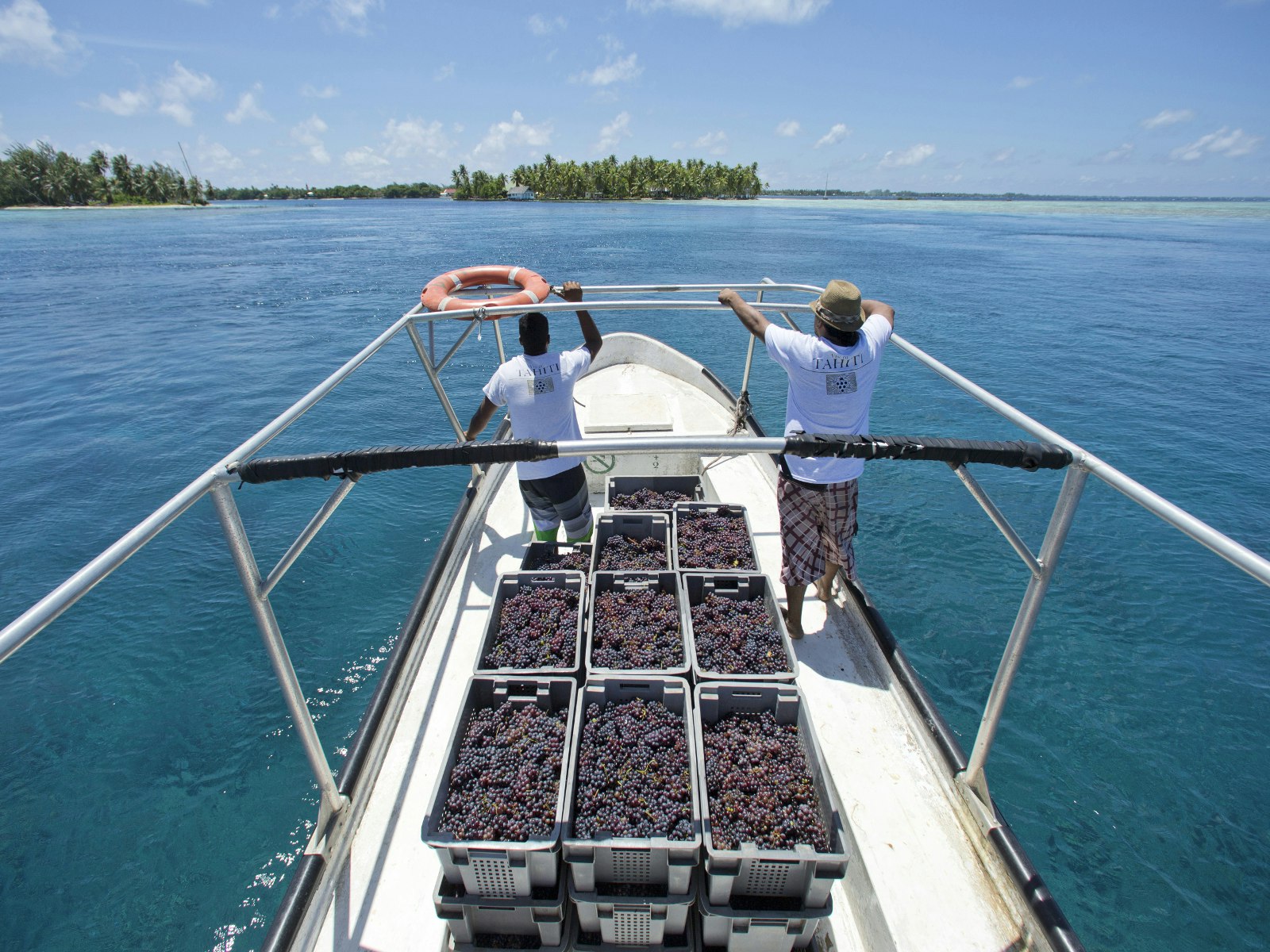 Two men on a boat carrying containers of red grapes to Vin de Tahiti winery