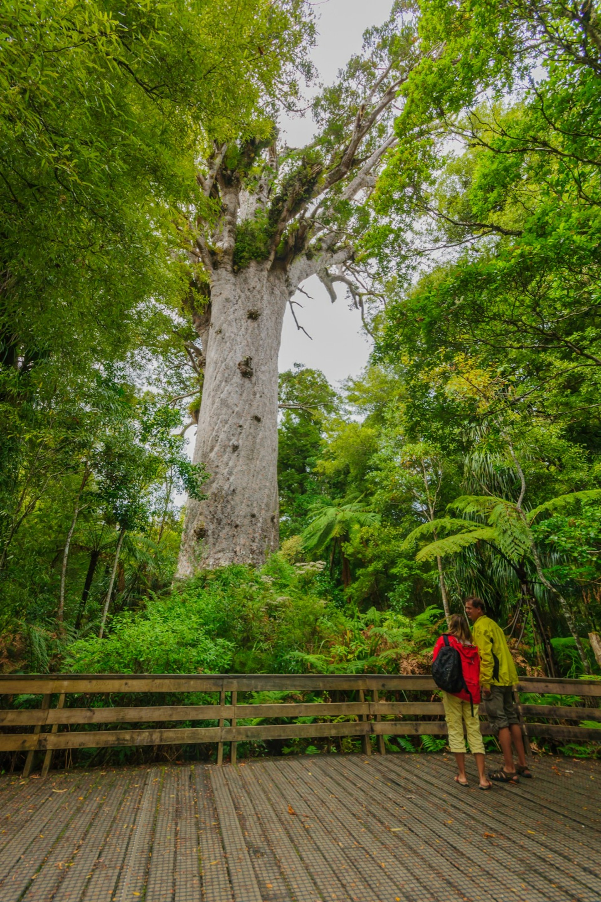 Tourists standding on a large boardwak look up to a giant kauri coniferous tree in the Waipoua Forest of Northland Region, New Zealand