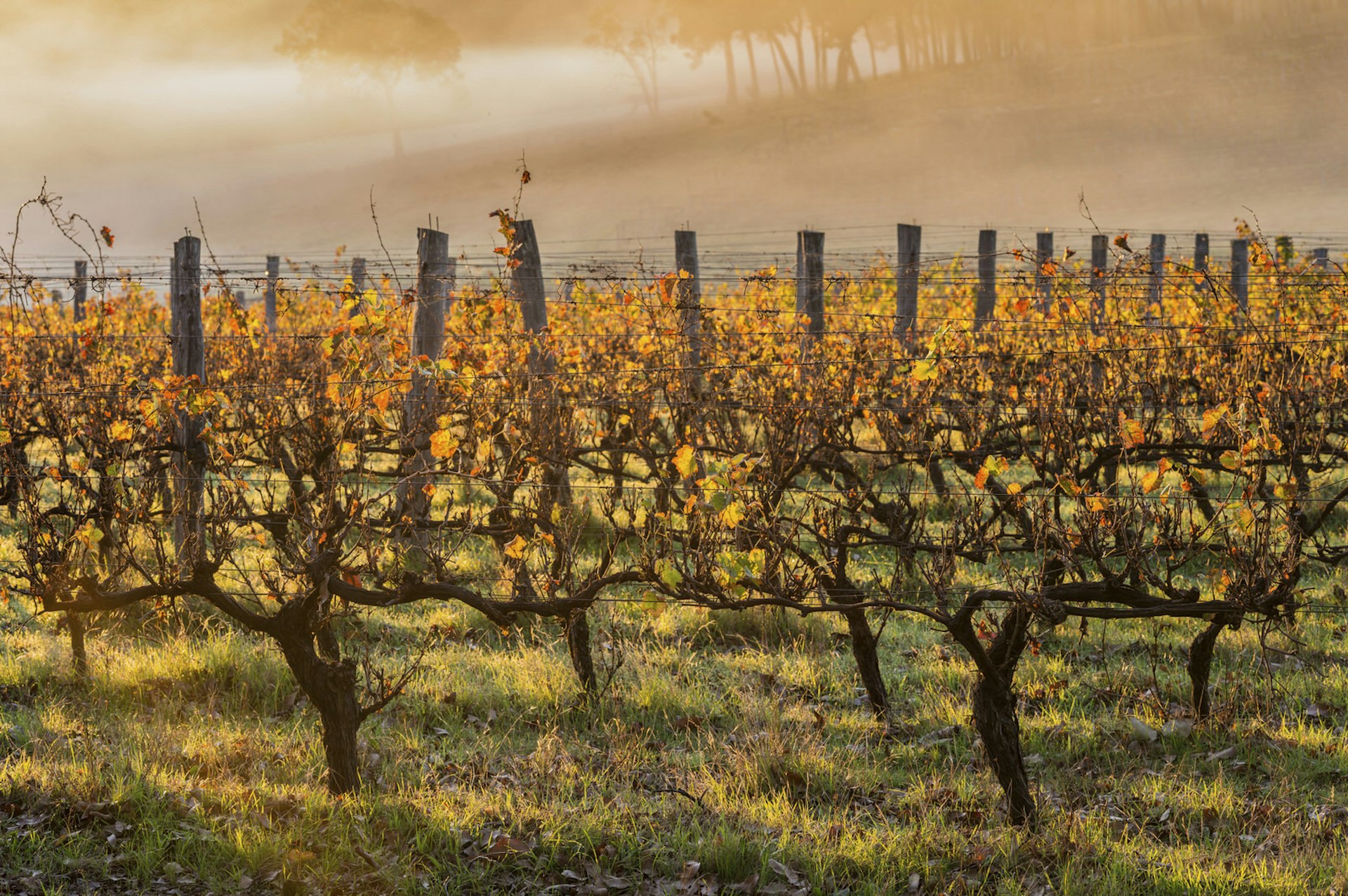 Margaret River - A misty dawn over one of Margaret River's many vineyards ©JanelleLugge/Getty Images