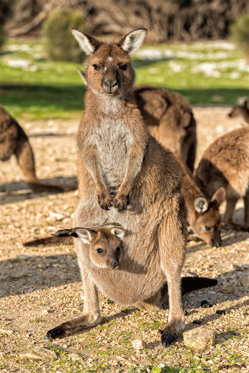 Kangaroo Island food - On their own KI food safari, a kangaroo and its baby joey
