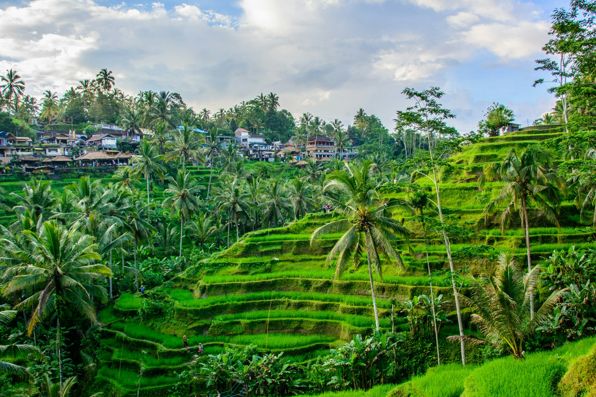 Tegallalang's brilliant green rice terraces cascade down a hillside among palm trees; a village sits above them on a distant slope