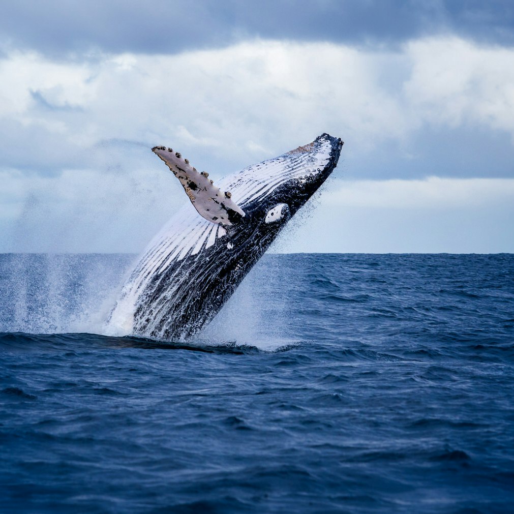 Margaret River - Humpback whale jumping out of the water just off the coast of Phillip Island © Nico Faramaz/Shutterstock