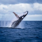 Margaret River - Humpback whale jumping out of the water just off the coast of Phillip Island © Nico Faramaz/Shutterstock