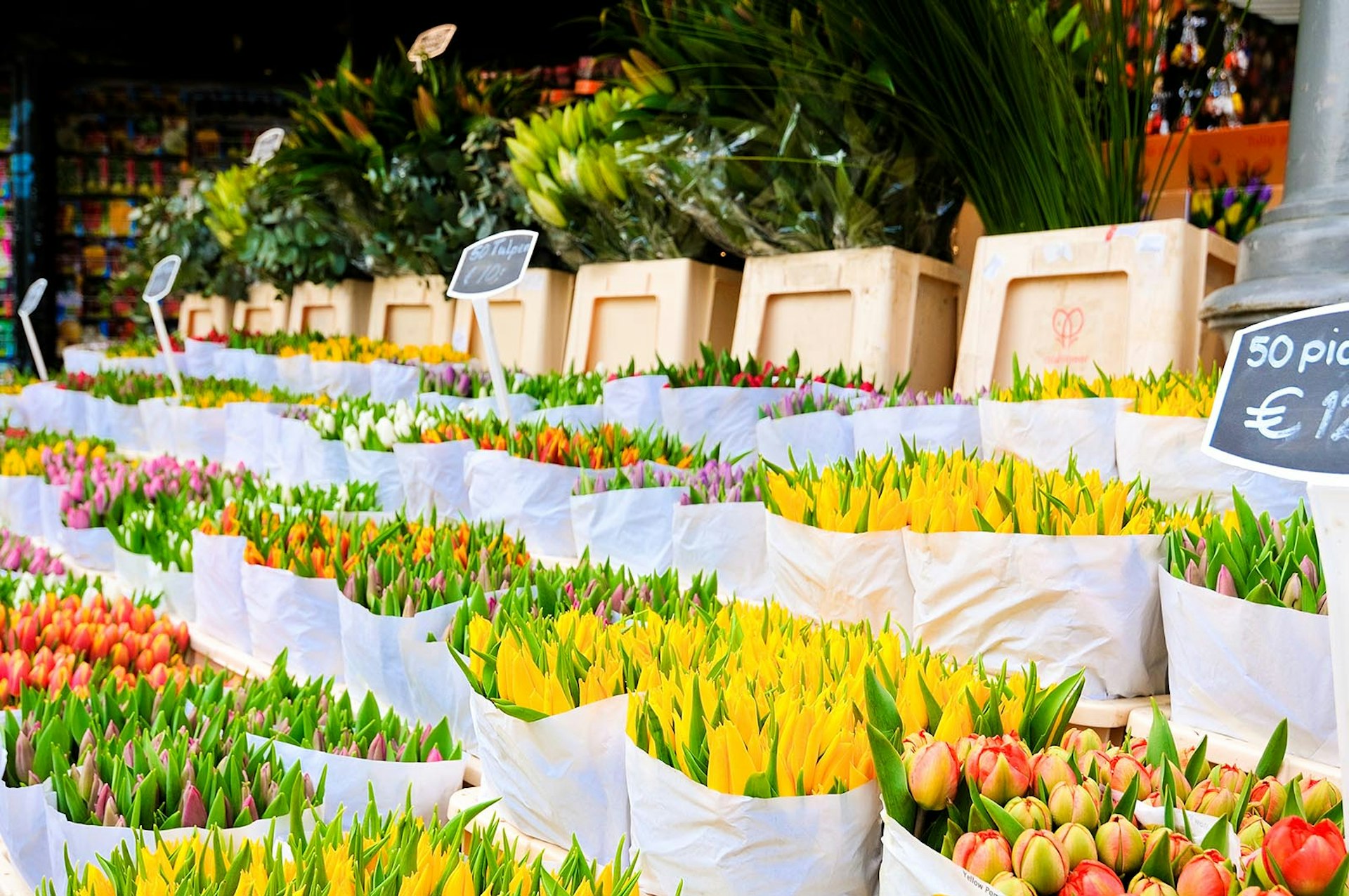 Colourful flowers and tulips on display at Amsterdam's Bloemenmarkt