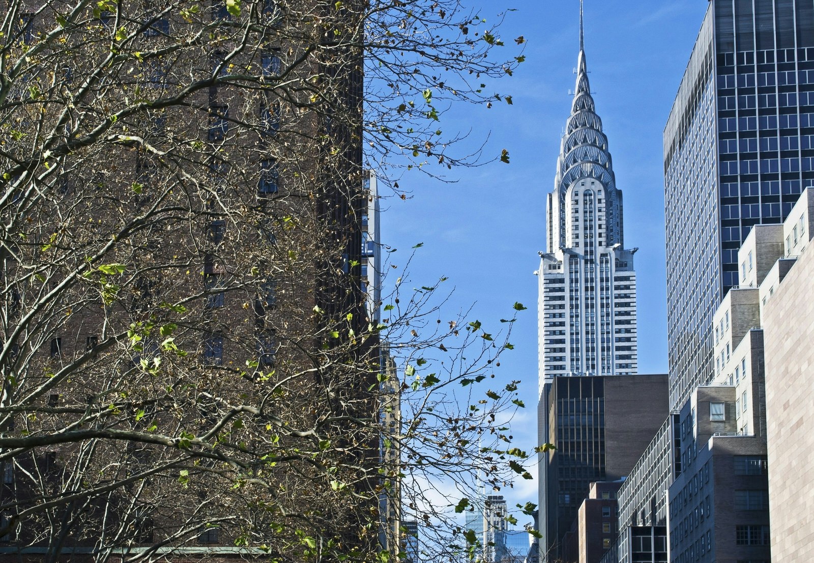 The left of the picture is dominated by a brick building lurking behind a tree that is shedding its leaves; in the right of the image the Chrysler Building rises dramatically into a blue sky, with its spire reaching up to the heavens