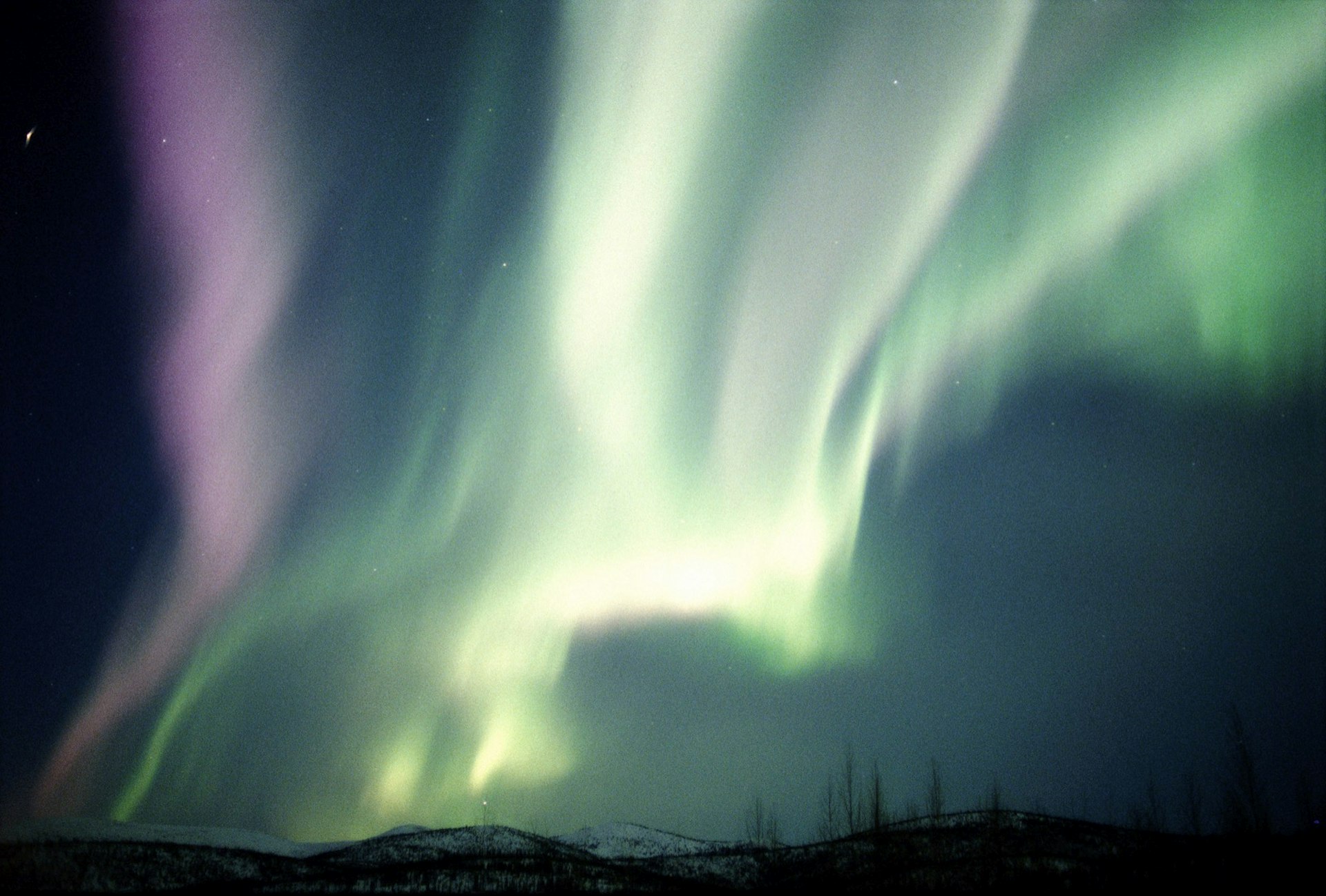Great bands of purple and green light swirl in the night sky with the dark shapes of trees below, near Chena hot springs in Alaska