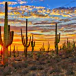 A radiant orange and blue sunset paints the sky behind a row of tall, armed cactuses
