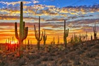 A radiant orange and blue sunset paints the sky behind a row of tall, armed cactuses