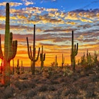 A radiant orange and blue sunset paints the sky behind a row of tall, armed cactuses