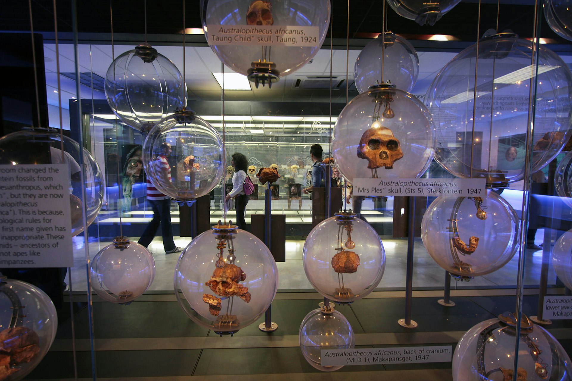 Glass spheres hang from the ceiling, each containing skulls or bones from ancient humanid species; people walk behind looking at other artefacts