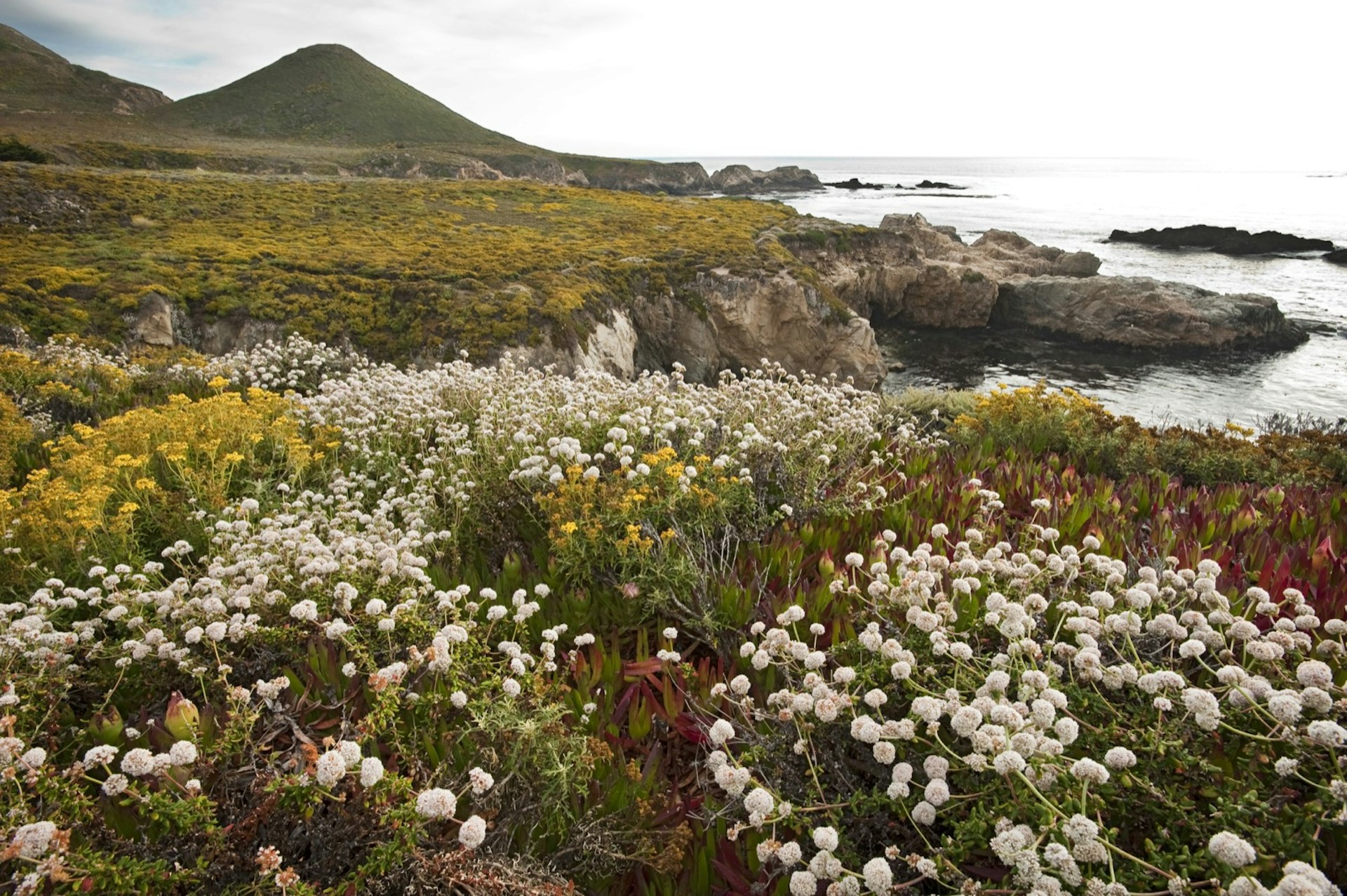 Garrapata State Park is known for wildflowers and gorgous coastal views one of the many reasons it is a filming location in Big Little Lies
