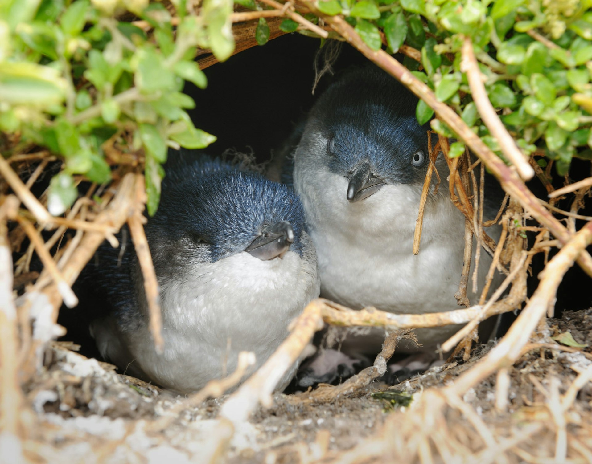 A pair of little penguins poking from a nest