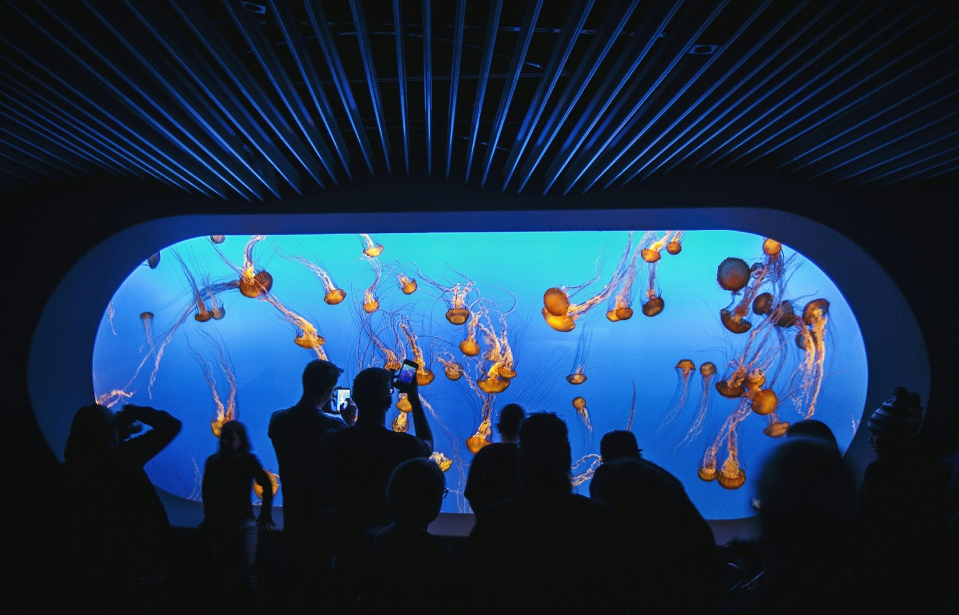 People silouetted in the blue light of a huge aquarium tank looking at and photographing bright orange jelly fish at the Monterey Bay Aquarium in Monterey California one of the Big Little Lies filming locations 