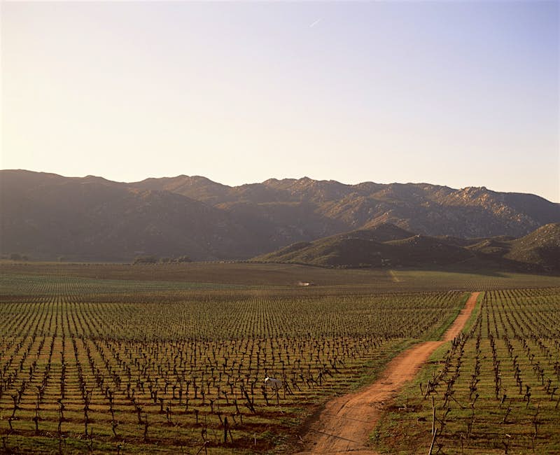 A dirt road stretches towards low mountains lined on either side by rows of grape vines below a dusky blue sky
