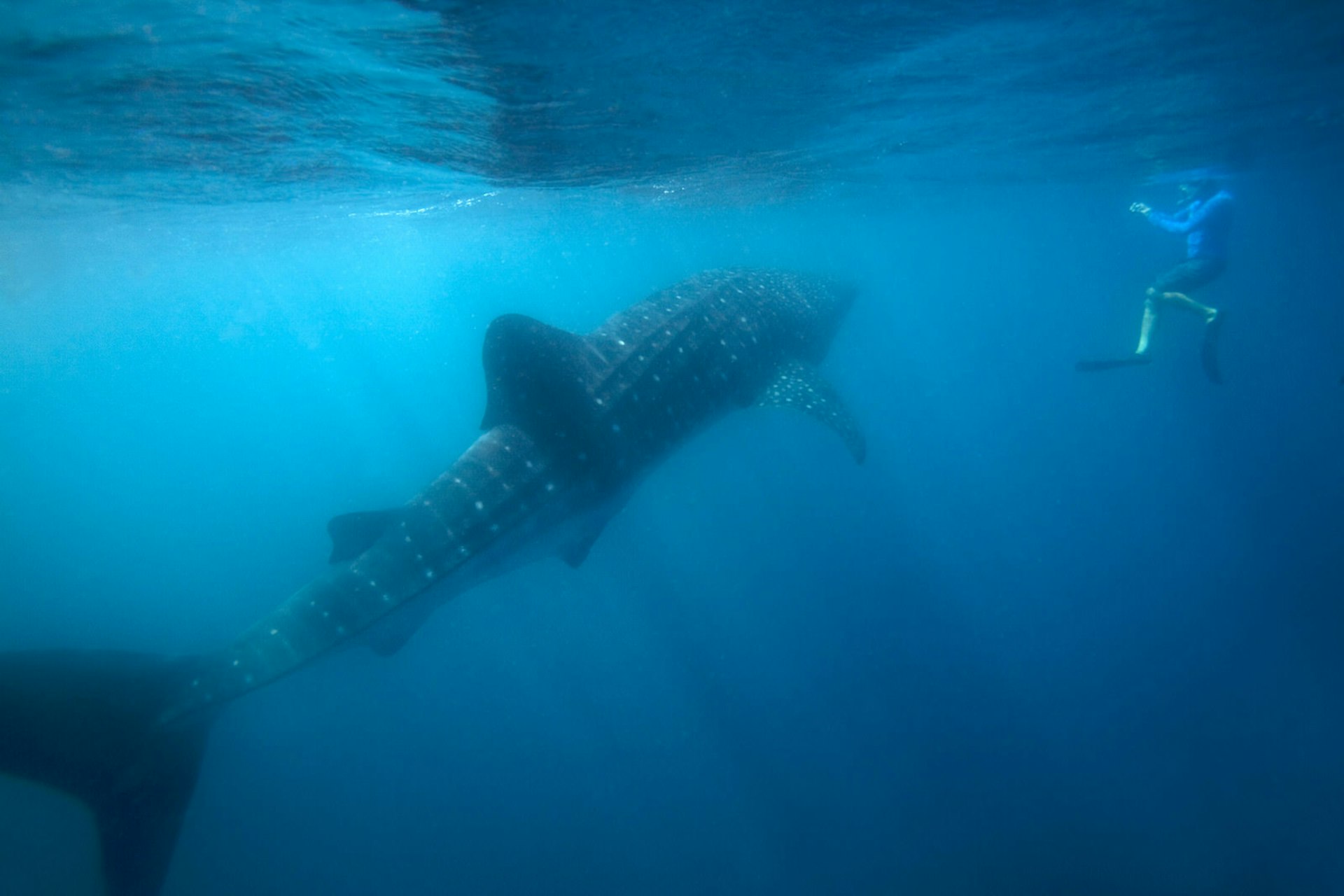 A snorkeler swimming near a large whale shark in the waters near Tofo