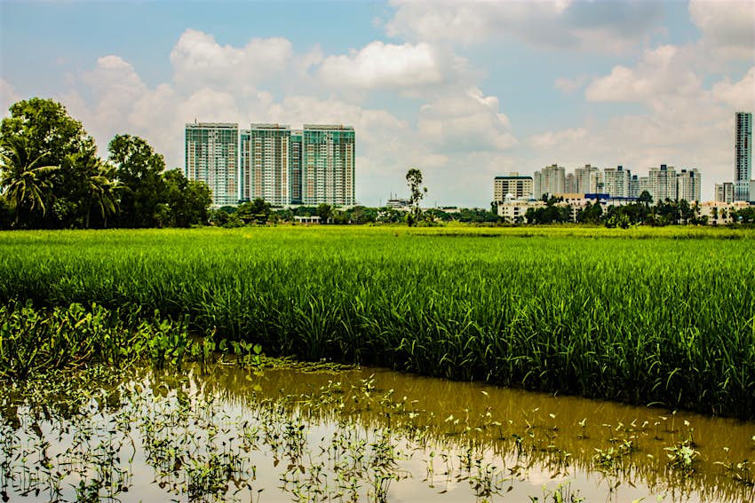 Green rice fields, with buildings in the background on the island of Thanh Da, Ho Chi Minh City