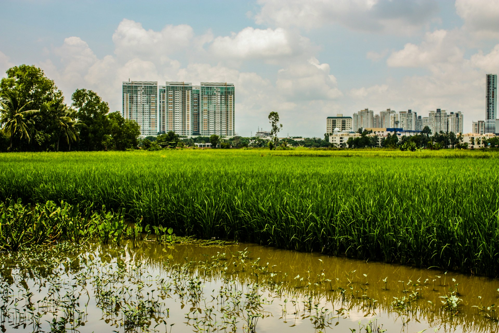 Green rice fields, with buildings in the background on the island of Thanh Da, Ho Chi Minh City
