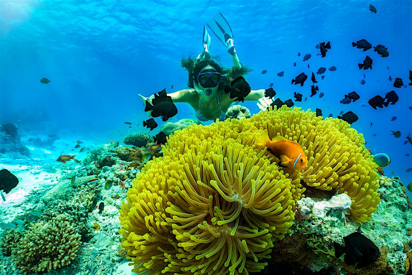 Features - ReefSafe_Sunscreen-5138fabf8088 A woman in a bathing suit snorkels up to a large yellow sea anemone, a clownfish and a school of black fish.