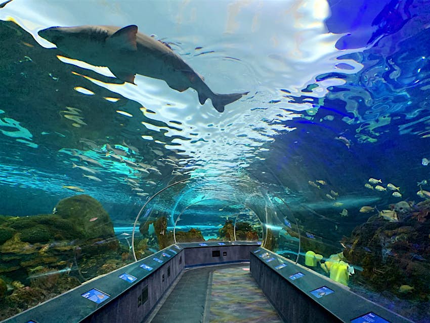 Sharks swim overhead in a clear walkway within a very large aquarium tank