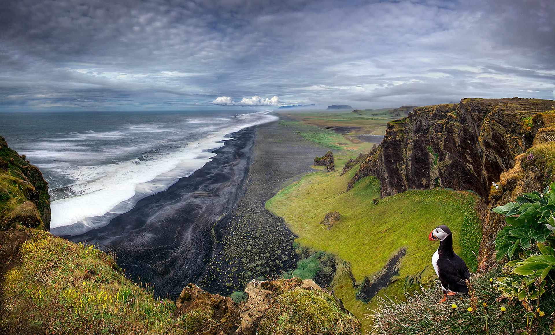 A puffin stands on a rock ledge overlooking the black beaches of Vík, Iceland.