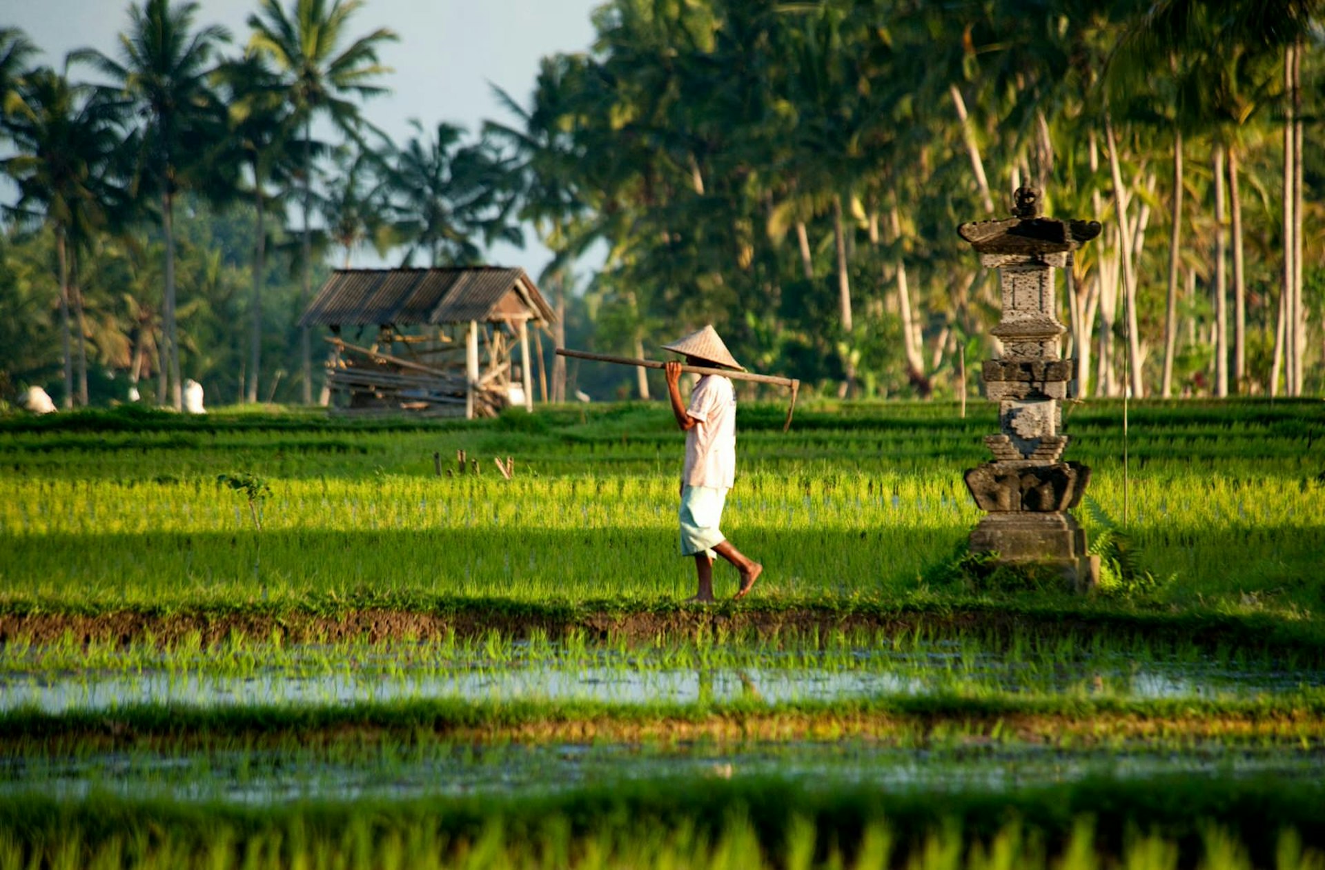 Man working in flooded green rice field. He is wearing a traditional hat and carrying a scythe,