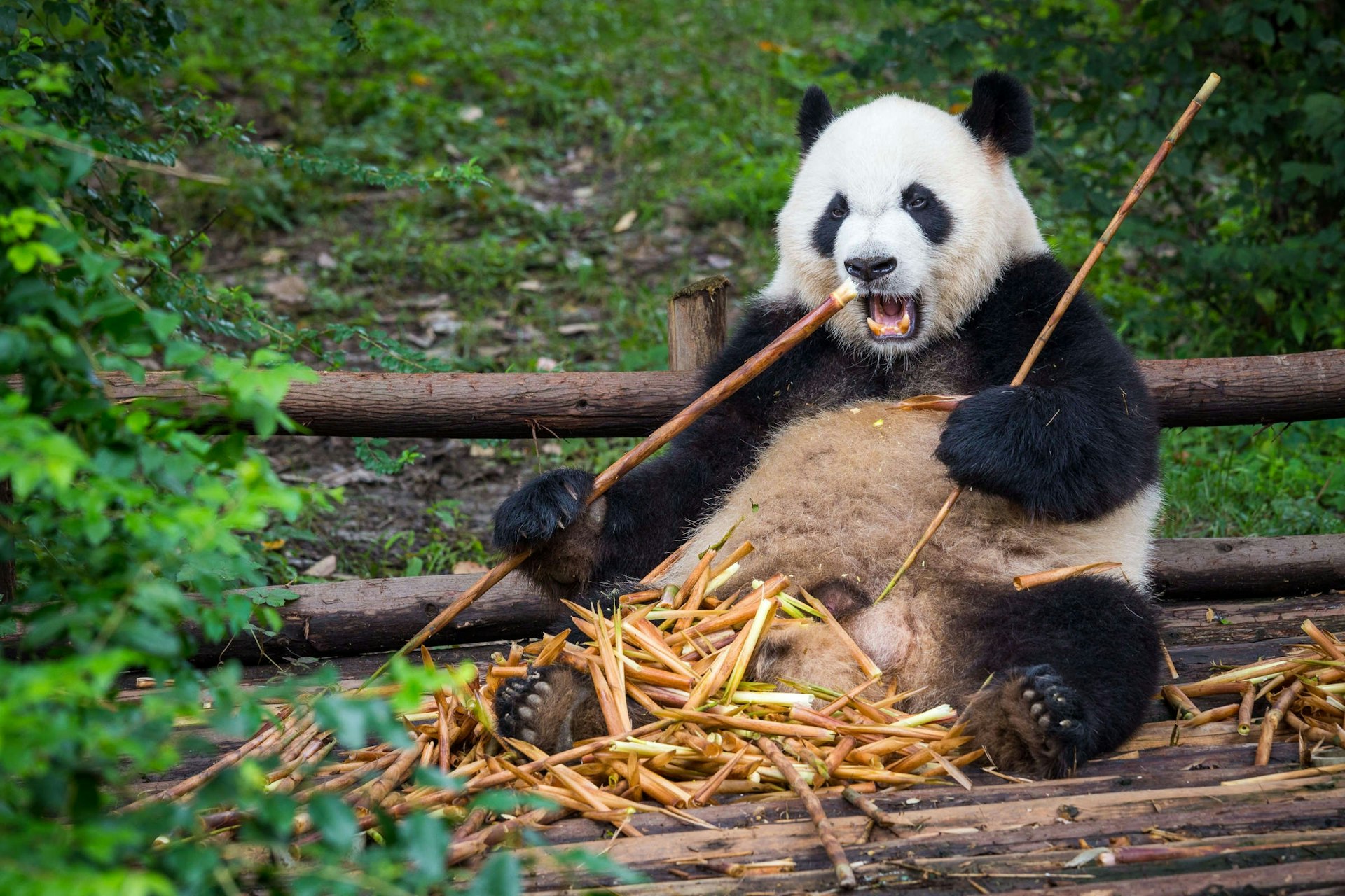 A giant panda sits eating long sticks of bamboo on a wooden deck surrounded by greenery