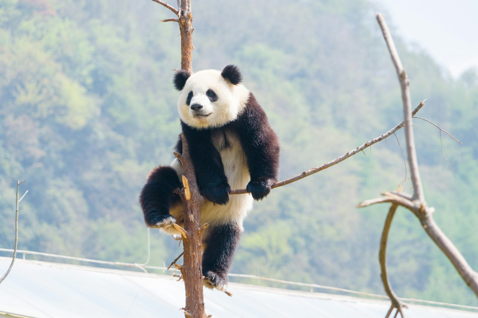 A panda climbs up on a bare tree that has had most of its branches broken off. There are green trees visible in the background, out of focus. 