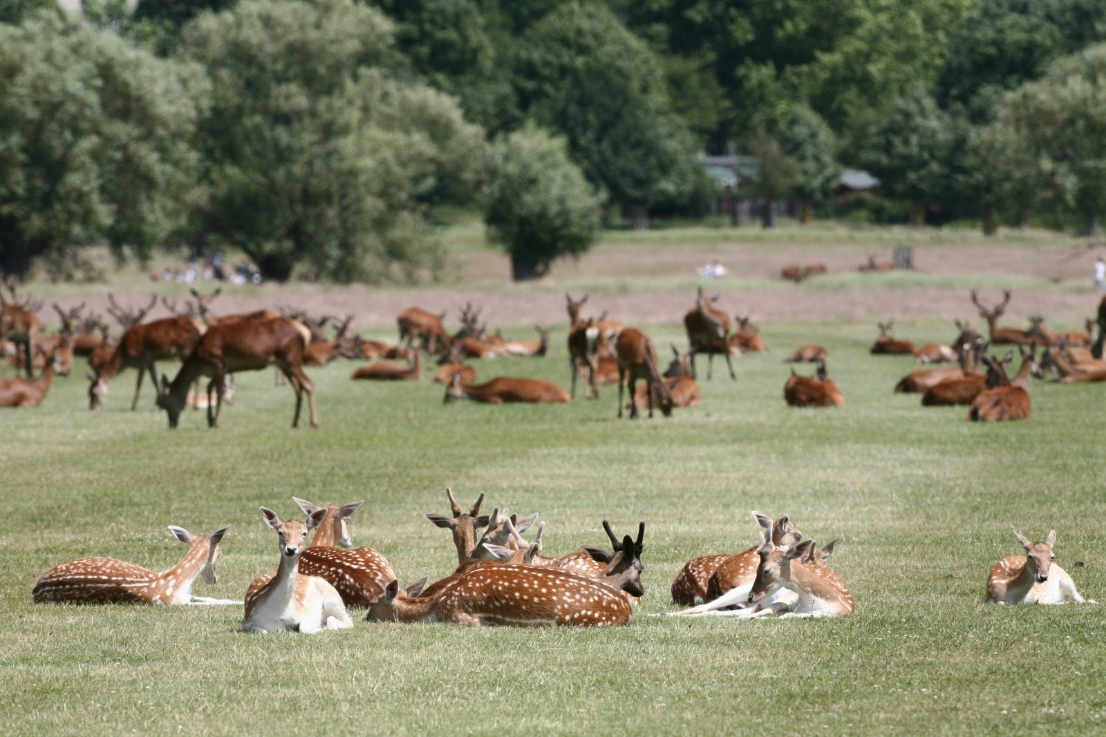 A very large group of deer can be seen resting or feeding on the grass of Richmond Park