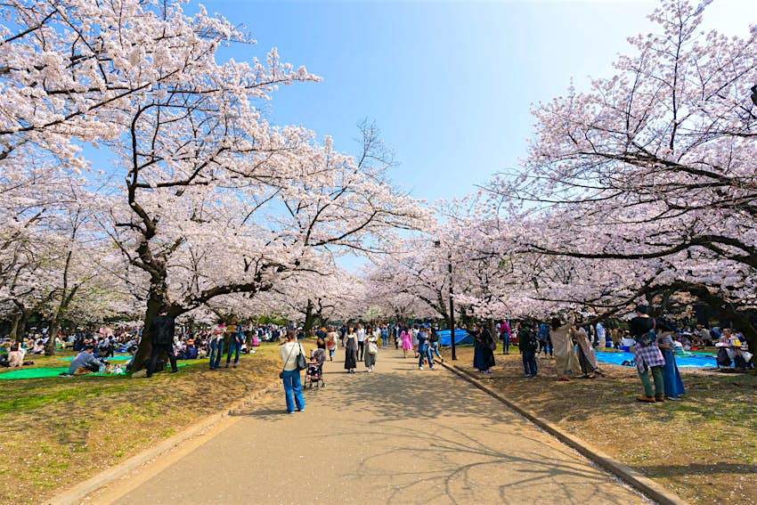 People crowd underneath cherry blossom trees lining a path at Yoyogi Park in Shibuya