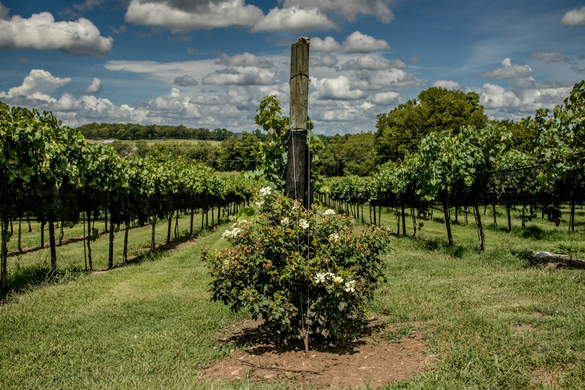 A plant sits in the middle of a vineyard on a partially cloudy day; free things to do in Nashville 