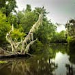 A large broken tree with its branches covered in white hanging moss juts from the surface of murky water; behind it are a series of trees with bright green leaves; day trips New Orleans