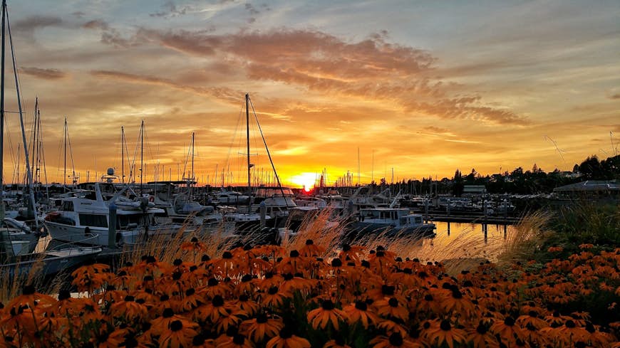Late summer sunset over the Marina in Bellingham Washington, with lots of boats docked and a flowering bush in the foreground. Day Trips from Seattle