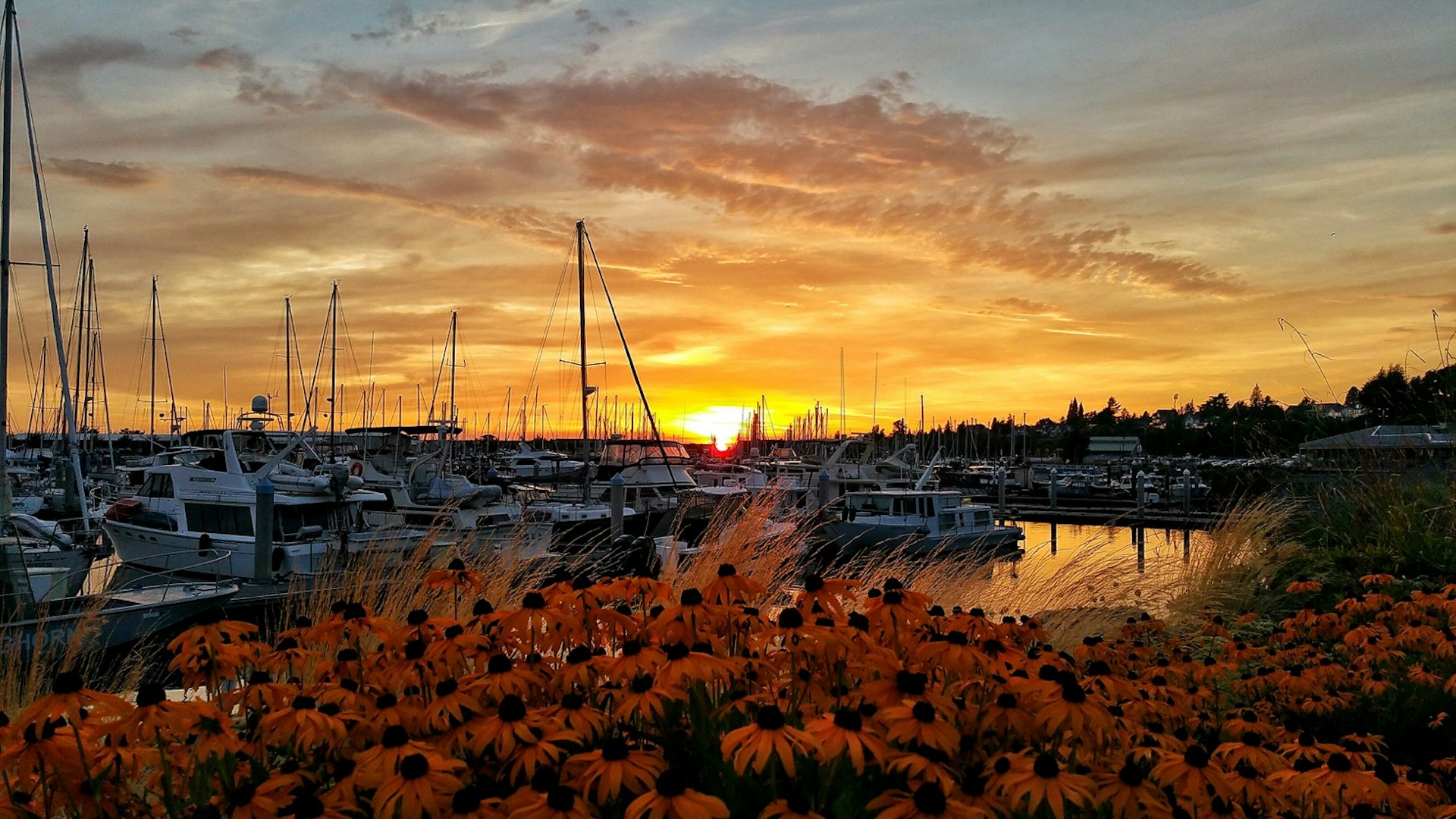 Late summer sunset over the Marina in Bellingham Washington, with lots of boats docked and a flowering bush in the foreground