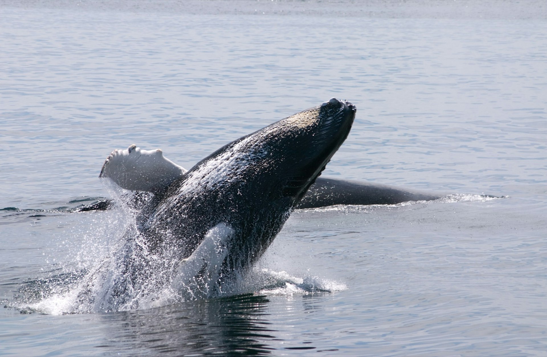 A large humpback whale emerges from the water; Perfect weekend Boston