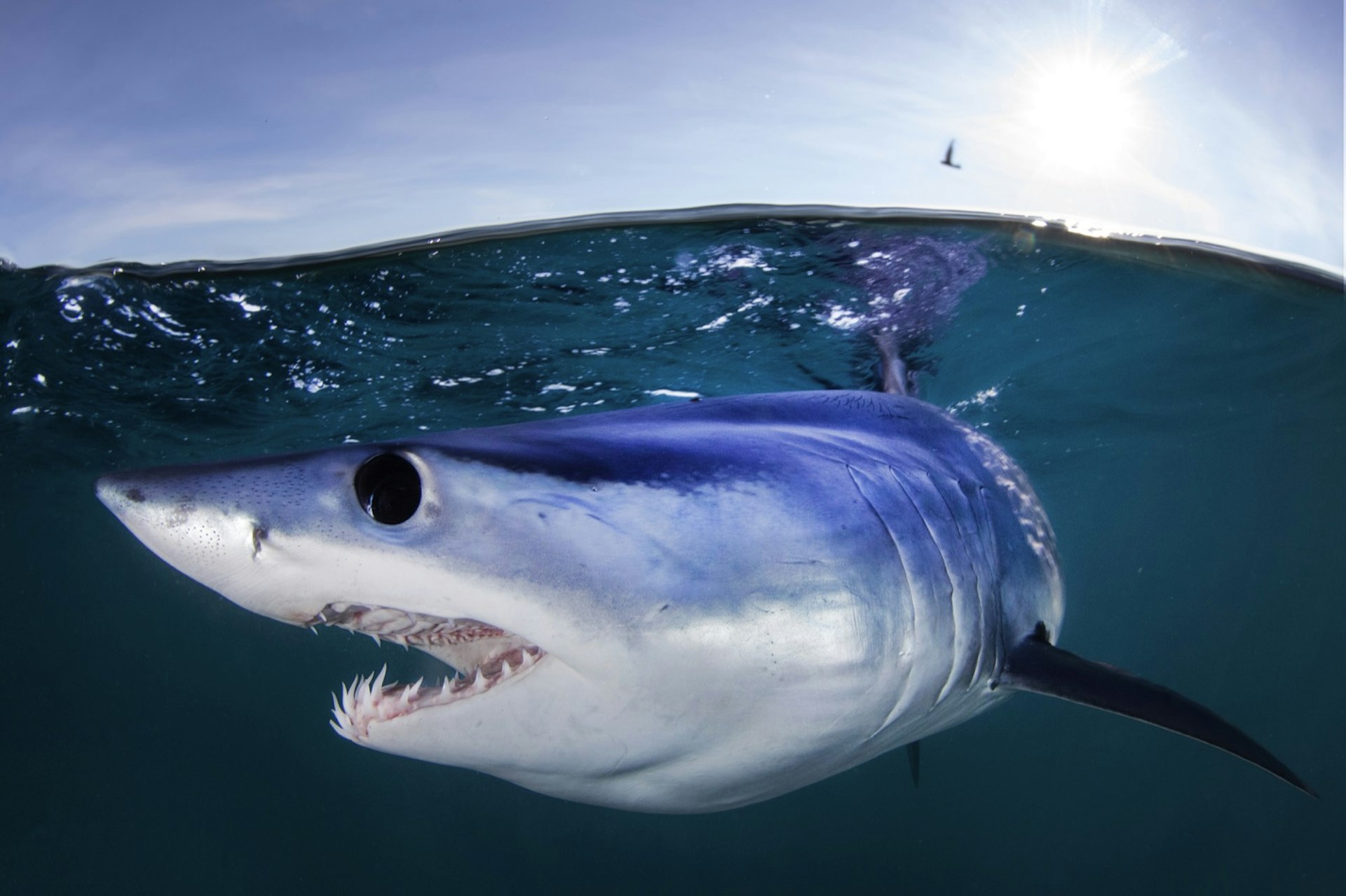 A shark with a wide black eye and rows of sharp teeth swims under the water
