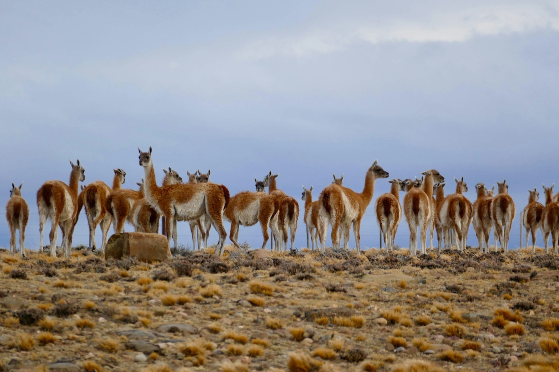 A herd of guanacos atop a ridgeline under a blue sky in Argentina's Patagonia National Park