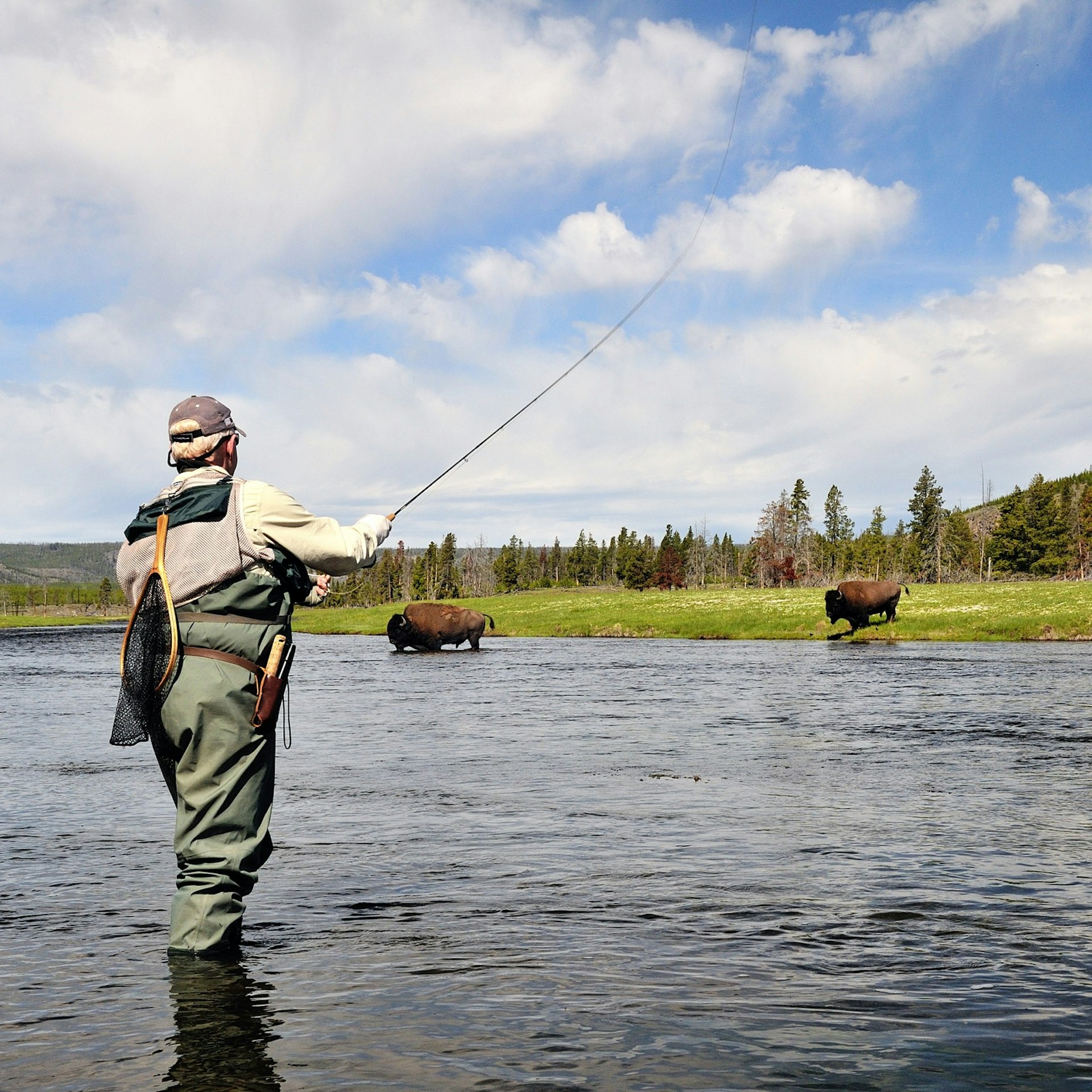 Senior male fishing on the Firehole River in Yellowstone, with a pair of bison fording the water in the background.
