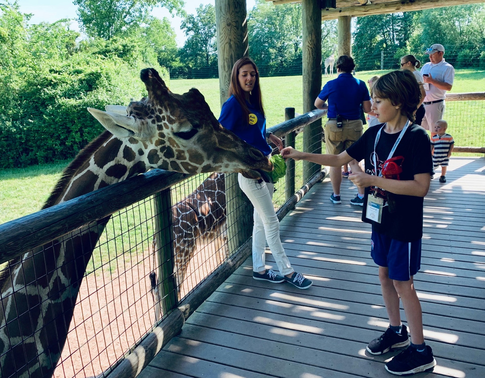 A boy feeds a giraffe at a zoo; midwest travel ideas