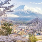 Fujiyoshida Town and Sakura Branches with Fuji Mountain Background; Yamanashi Prefecture
