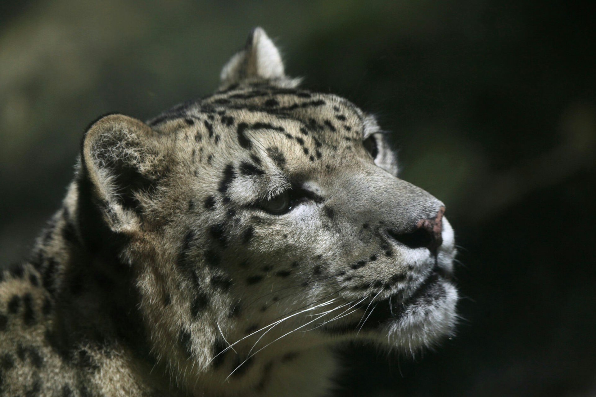 A closeup portrait shot of the head of a white snow leopard