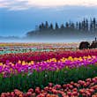 A tractor in a field of red, purple, yellow and pink tulips, with a layer of fog and some coniferous trees in the background