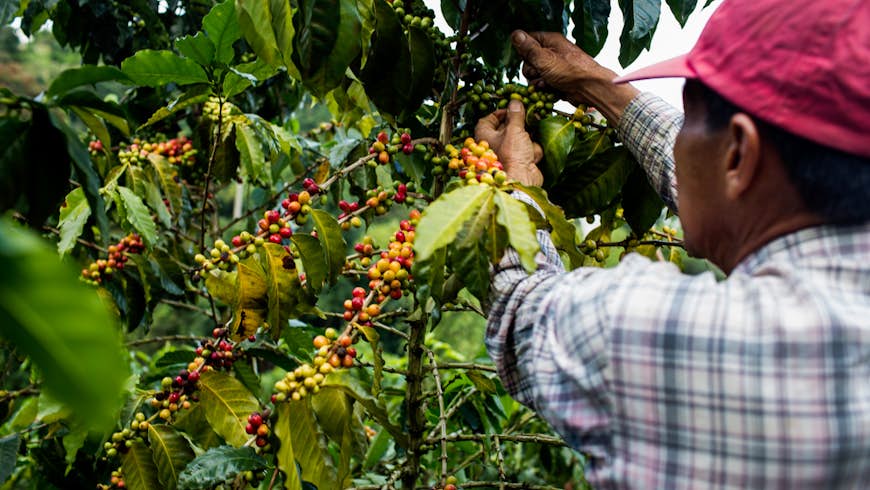 A man wearing a red hat and checked shirt picks cherries from a coffee tree in the rural highlands of Colombia's Coffee Triangle to make Colombian coffee