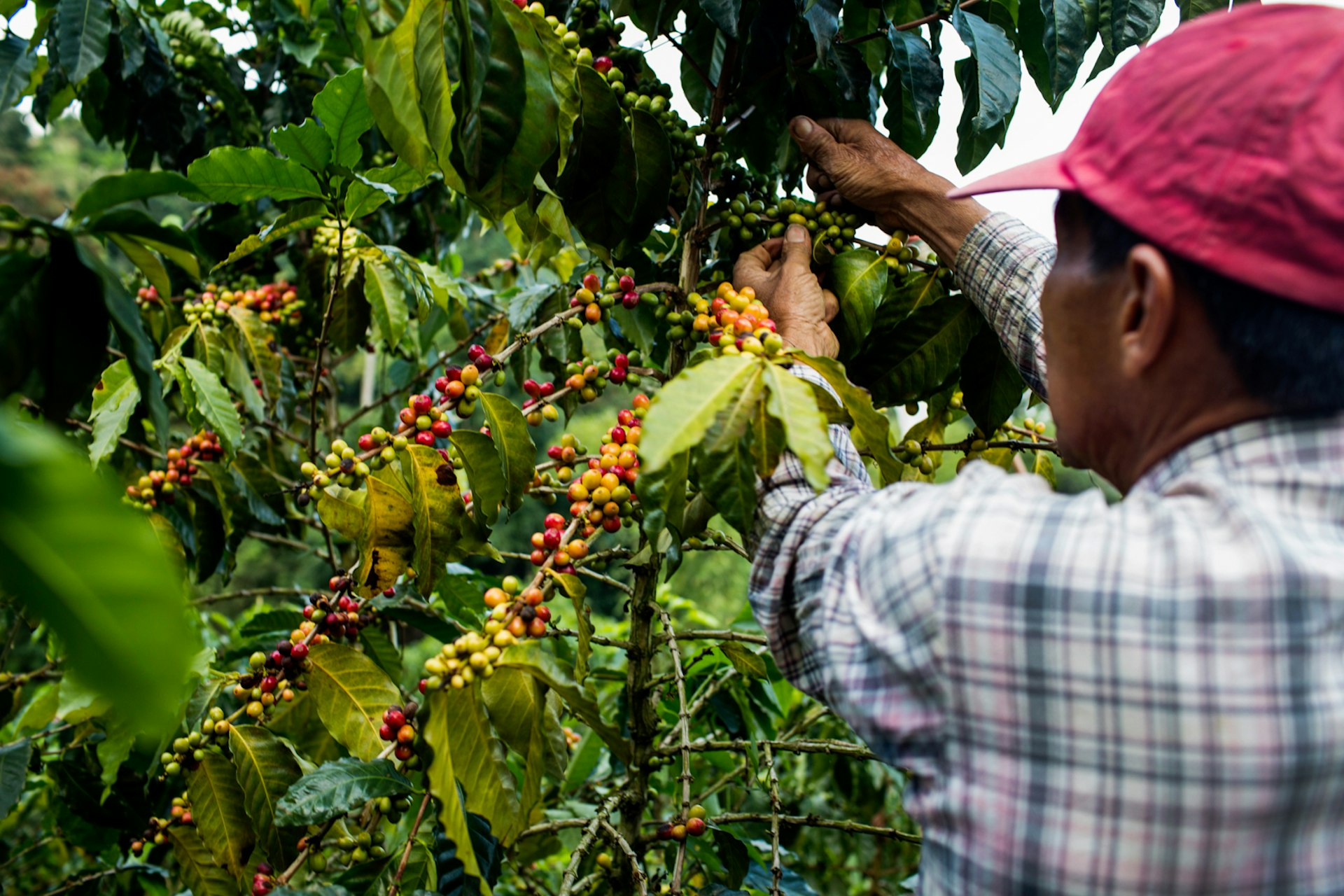 A man wearing a red hat and checked shirt picks cherries from a coffee tree in the rural highlands of Colombia's Coffee Triangle to make Colombian coffee