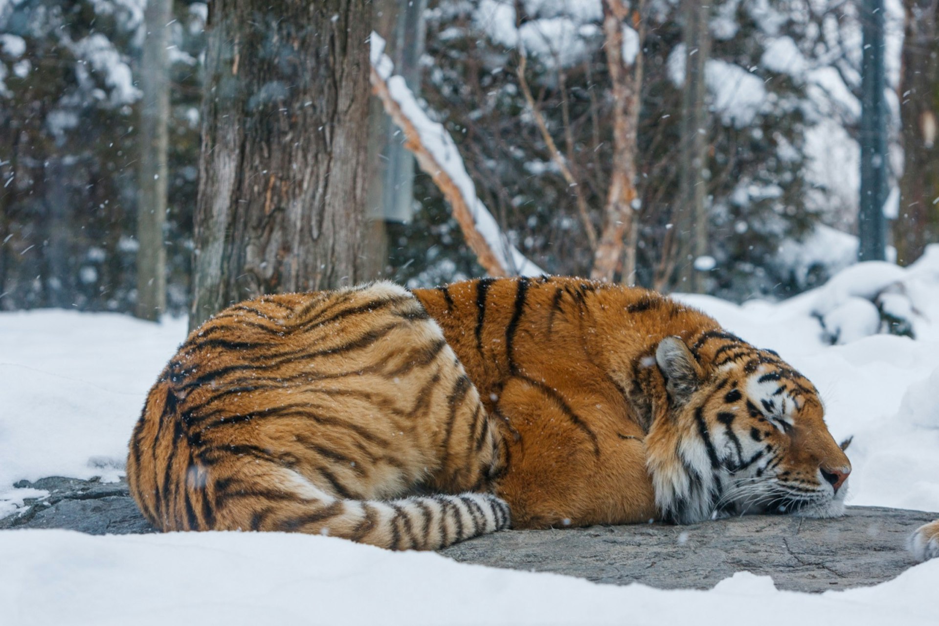 Siberian Tiger dozing off in snowfall in a zoo near Montreal. Best day trips from Montréal