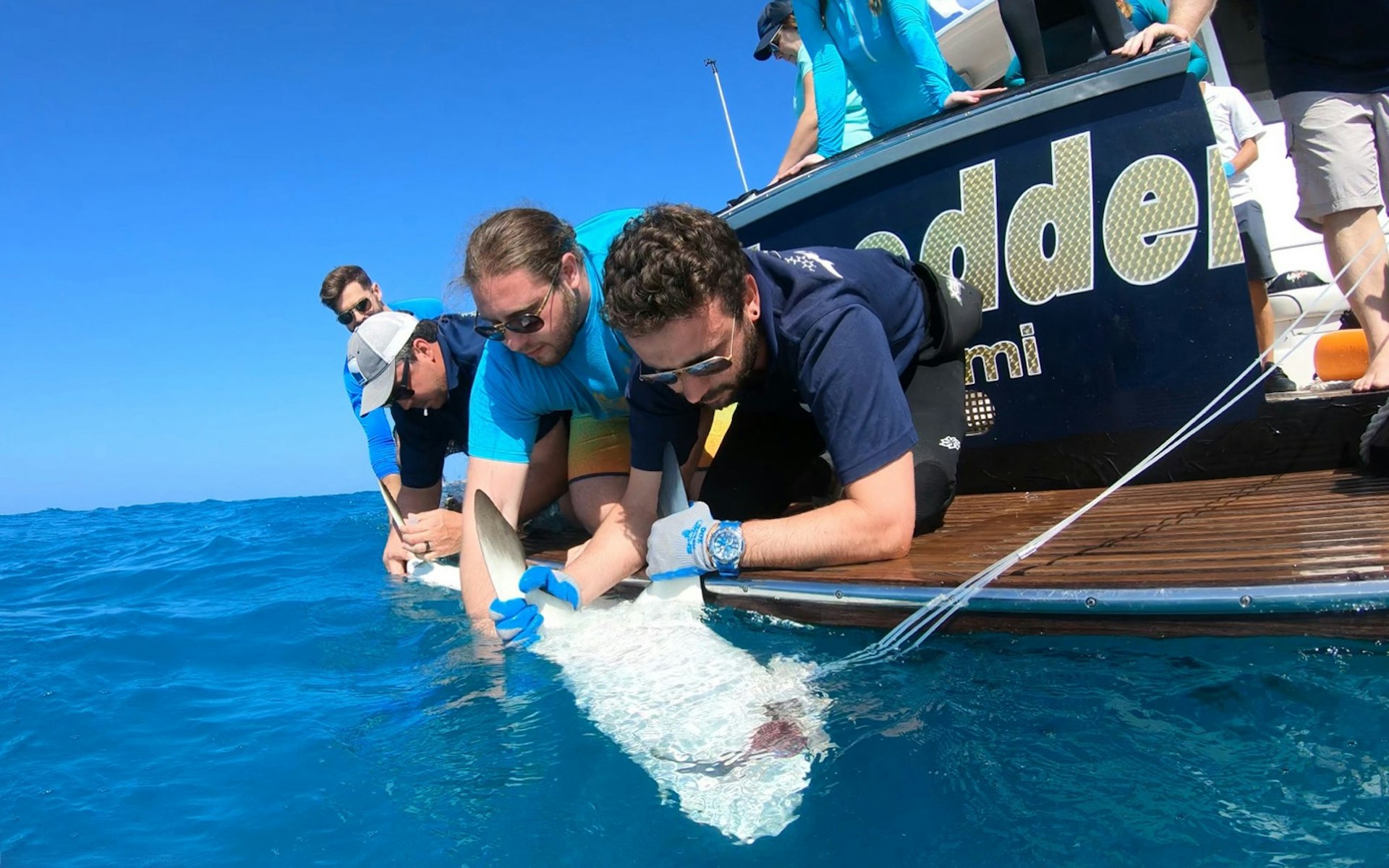 Three men secure a small shark in the water while leaning over from the deck of a boat
