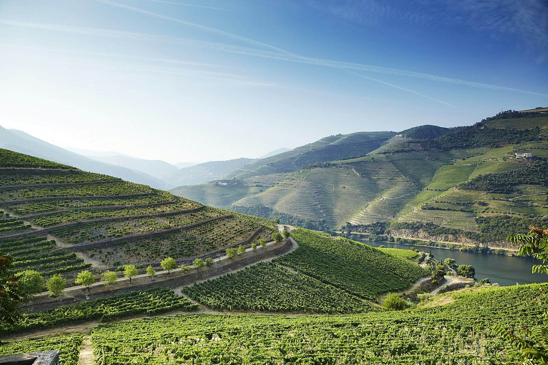 Steeply terraced vineyards rising from the banks of the River Douro in the Douro winemaking region.