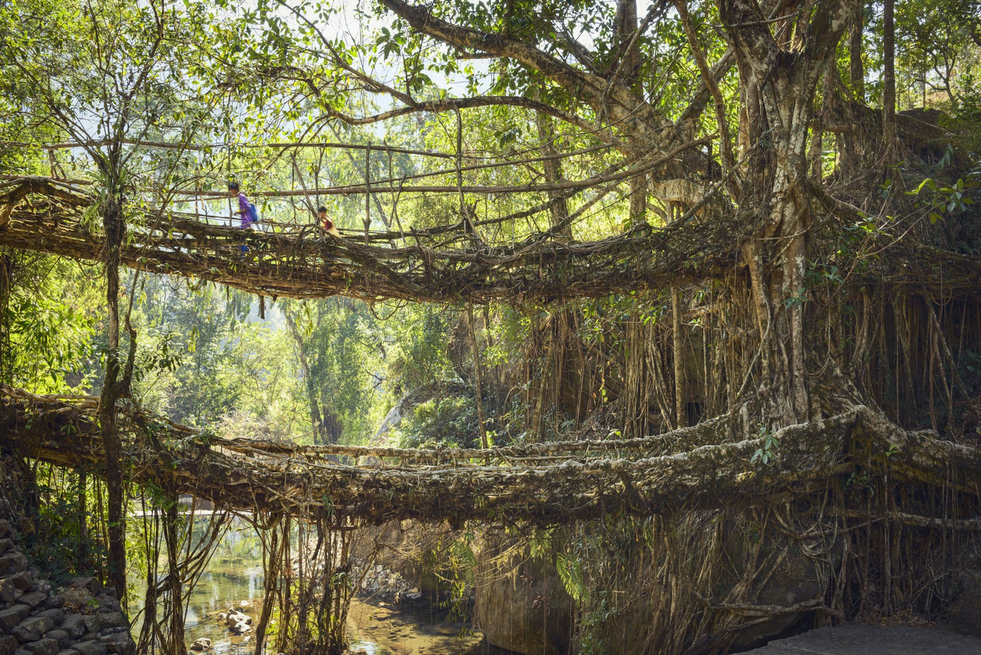 The Double Decker root bridge near Nongriat is formed from the aerial roots of rubber trees which are coaxed into spanning crevasses. Two young children walk across the higher of the two bridges