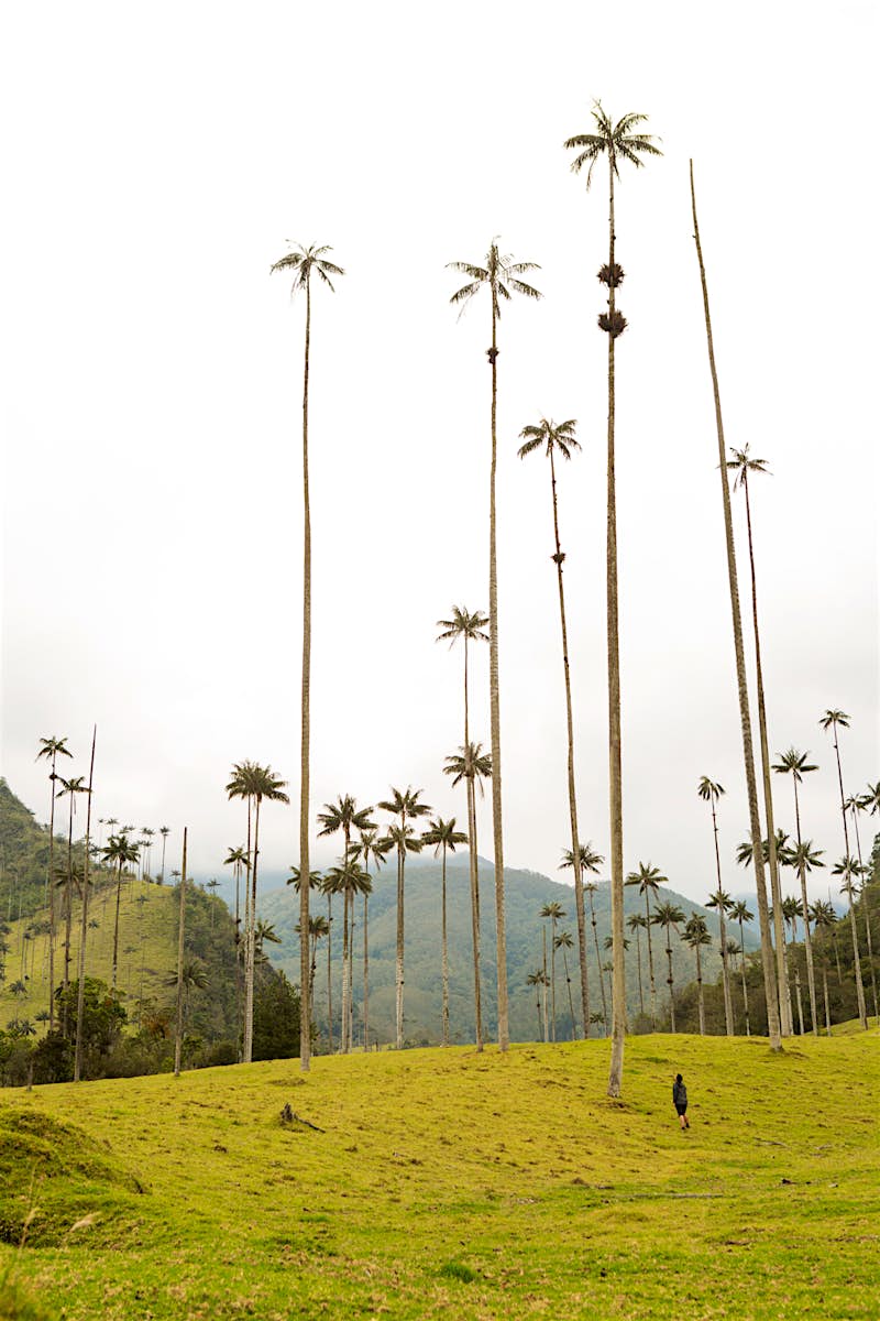 A person looks up toward the tops of wax palms, with foggy mountains in the background