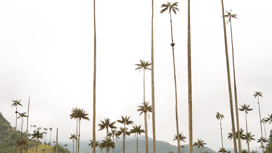 A person looks up toward the tops of wax palms, with foggy mountains in the background